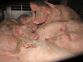 Viele Schweine im Inneren eines Transporters zusammengedrängt