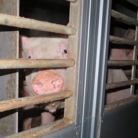 Schwein blickt traurig aus einem Transporter