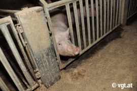 Schwein