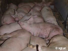 Schweine