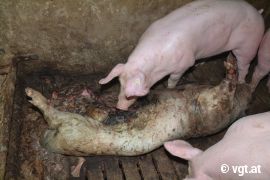 Schweine-Leiche