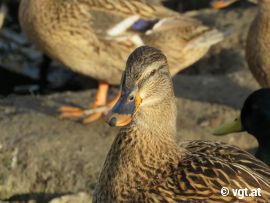 Ente