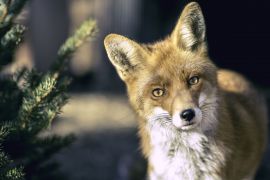 Fuchs