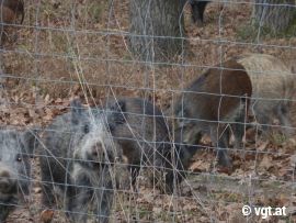 zahme Wildschweine