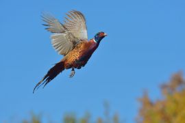 Fasan im Flug