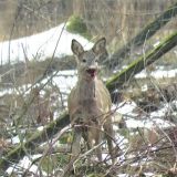 Unfassbare Tierquälerei: Treibjagd im Prinzhorn-Jagdgatter bei Ernstbrunn, NÖ