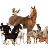 Höhere Strafen für Tierquälerei