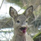 Anzeige wegen Tierquälerei gegen Prinzhorn-Gatterjagd in Ernstbrunn, NÖ