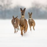 Jagdfreistellung: VfGH fordert alle Bundesländer zu Stellungnahmen auf