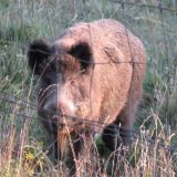Grüne Salzburg beantragen Verbot der Gatterjagd und Verbot der Jagd auf Zuchttiere