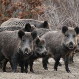 Grüne Salzburg beantragen Verbot der Gatterjagd und Verbot der Jagd auf Zuchttiere