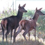 Ermittlungen Staatsanwaltschaft Tierquälerei Gatterjagd Mayr-Melnhof und Mensdorff