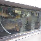 Anzeige: Schlechte Haltungsbedingungen bei Fischen