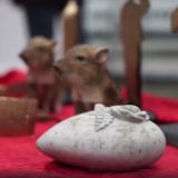 Neue Klage von Gatterjäger Mayr-Melnhof gegen VGT: wegen Gatterjagd Awards