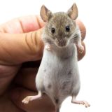 Veterinäruniversität Wien erteilt VGT-Obmann Redeverbot wegen Kritik an Tierversuchen