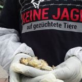 50 Tote Fasane, Rebhühner und Enten aus Züchtungen für die Jagd klagen an!