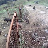 VGT-Eingabe an steirische Landesregierung: Verbot des Aussetzens gezüchteten Federwilds
