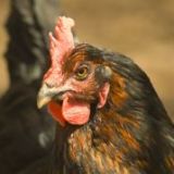 Henne Monis Ende? Und: Vegane Alternativen zu Eiprodukten