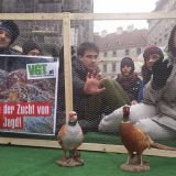 Morgen Mittwoch: 8 Personen 24 Stunden in Fasanvoliere am Alten Markt in Salzburg