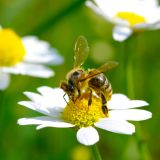 Wo bleiben unsere Bienen?