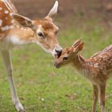 VGT: Verhütung für Wildtiere die schonungsvollste und tierfreundlichste Alternative