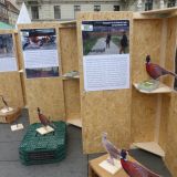 Jetzt: Große Ausstellung über die Zucht von Fasanen für die Jagd am Grazer Hauptplatz