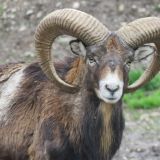 VGT deckt auf: kapitale Mufflons und Steinböcke in Zuchtgatter für die Jagd in Salzburg