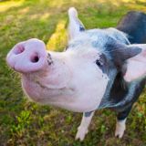 Das Schwein Vroni und ihr neues Leben