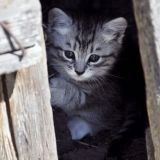 Brutaler Umgang mit Katze in Vorarlberg erschüttert ganz Österreich - VGT fordert mehr Bewusstseinsbildung in Schulen!