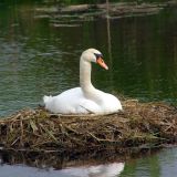 Tierschutz im Schwimmbad
