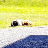 Anbindehaltung von Hunden - in Österreich verboten!