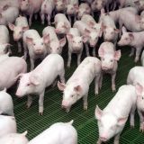 Ende leichtfertiger UVP-Freistellungen bei Mega-Tierfabriken in der Südsteiermark?