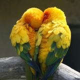 Tierquälerische Papageienhaltung erfolgreich angezeigt!