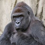 Harambe – (K)eine Frage der Verantwortung