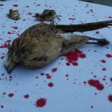 Heute 12 Uhr Salzburg: zwei 6 m Dreibeine mit Riesentransparent gegen Gatterjagd