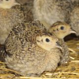 Aktuelle Bilder aus österreichischer Fasanerie: Fasane warten bereits auf ihren Tod