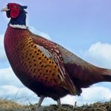 Landesverwaltungsgericht verurteilt Thaler Jagd wegen Aussetzens von Zuchtfasanen
