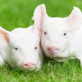 Schulterschluss im Tierschutz: Bündnis „Fair Ferkel“ will Verbot von Ferkelkastration ohne Betäubung