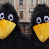 Die Jagd geht weiter: 20.000 todgeweihte Rabenvögel