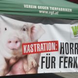 VGT: Qualvolle Ferkelkastration muss verboten werden!
