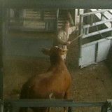 Verzweifelter Stier von Polizei erschossen