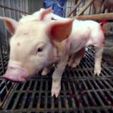 Ankündigung: Freitag Aktion gegen Ferkelkastration vor Landwirtschaftsministerium