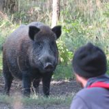 Natura 2000 Gebiet Salzachauen ein Saustall: Jagdgatter Mayr-Melnhof