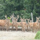 Absurd: Gatterjagdlobby nennt sich Tierschützer und behauptet geringen Wildverbiss!