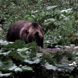 Rumänien verbietet Trophäenjagd auf Großraubtiere – VGT fragt: und Österreich?