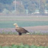 Jagd auf Zuchtfasane bringt gefährdete Seeadler in Gefahr – VGT fordert Verbot!