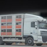 Österreich hauptverantwortlich für Lebendrindertransporte in der EU