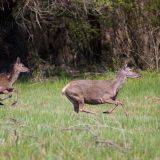 Verfassungsgerichtshof lehnt Jagdfreistellungsantrag ab!
