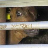 Tierschutz-Ministerium toleriert illegale Tiertransporte