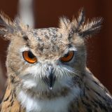 VGT: Gatterjagdlobby scheut offenbar das rationale, faktenbezogene Argument!